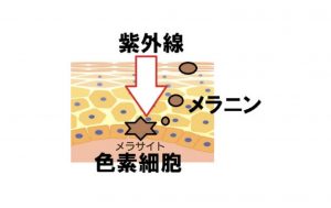 シミとほくろの違い Dr Recella認定サロン ミベル フェイシャルサロン 高崎市旭町のエステサロン